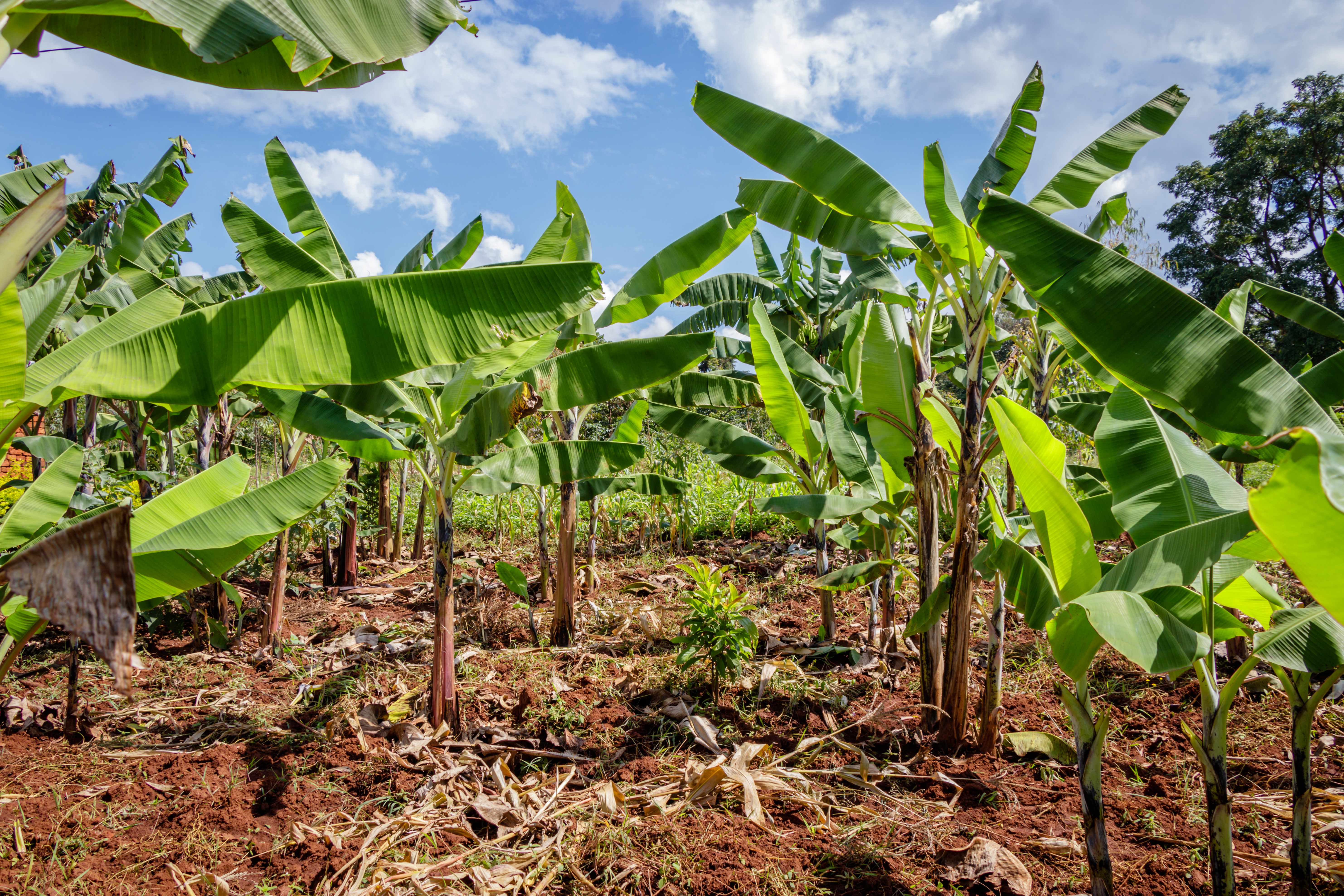 Banana plantation - ©Dennis Wegewijs - stock.adobe.com